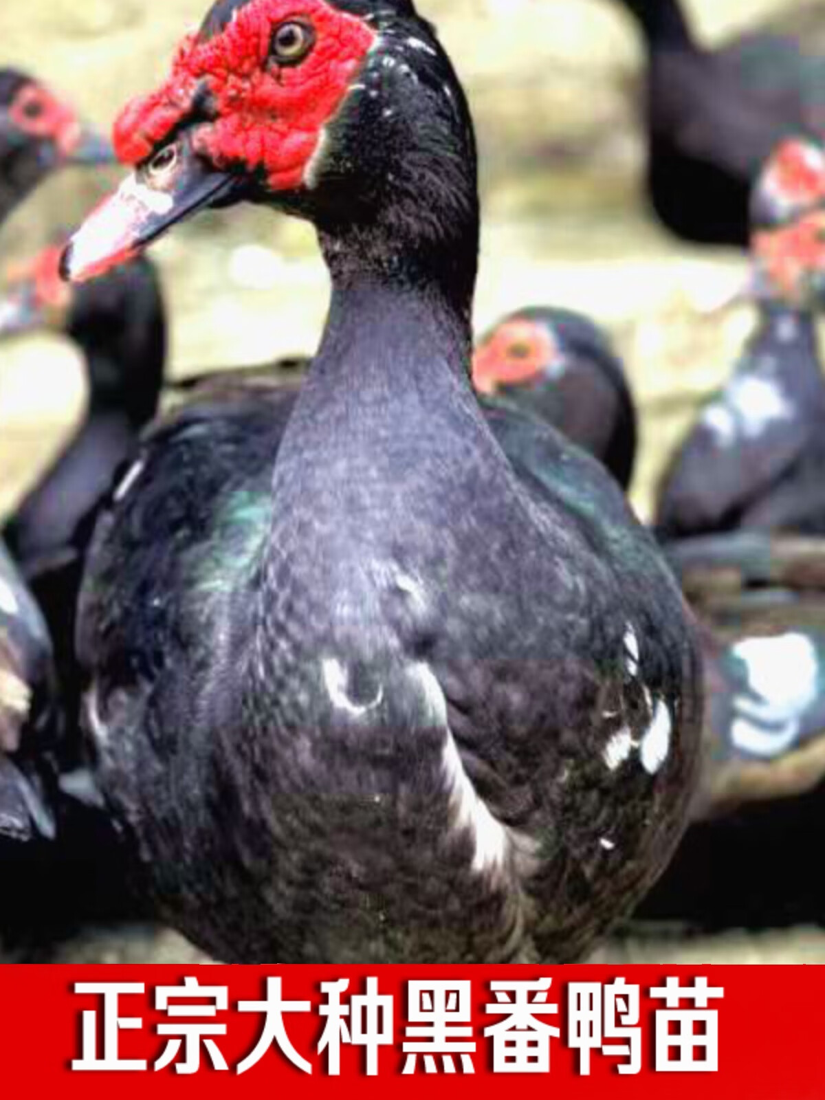 正宗番鸭活苗白番鸭大种黑番鸭火鸭广西西洋鸭小鸭 正宗大种黑番鸭苗