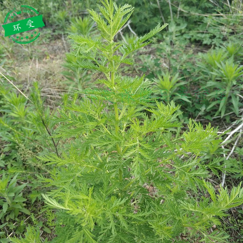 【享元旦价】野新鲜青蒿草苦蒿黄蒿中材香下新货干黄花铜臭蒿子泡澡