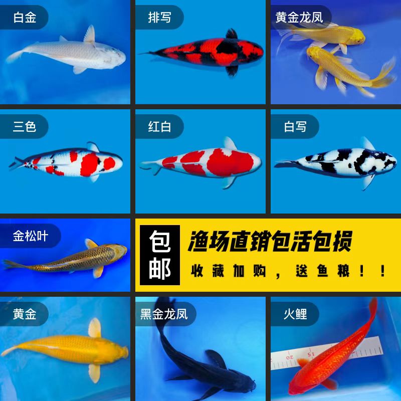 苗好养易活红白淡水冷水鱼活体纯种活鱼苗黄金鱼 精选配色20-22cm11条