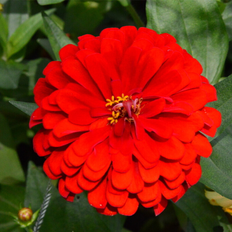 活百日草花籽室外多年生太阳花庭院花卉植物种子 红色百日草半斤 肥料