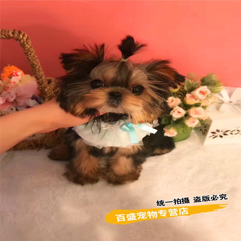 别态萌小型犬纯种约克夏犬幼犬活体  茶杯体长不大  活体宠物狗伴侣犬