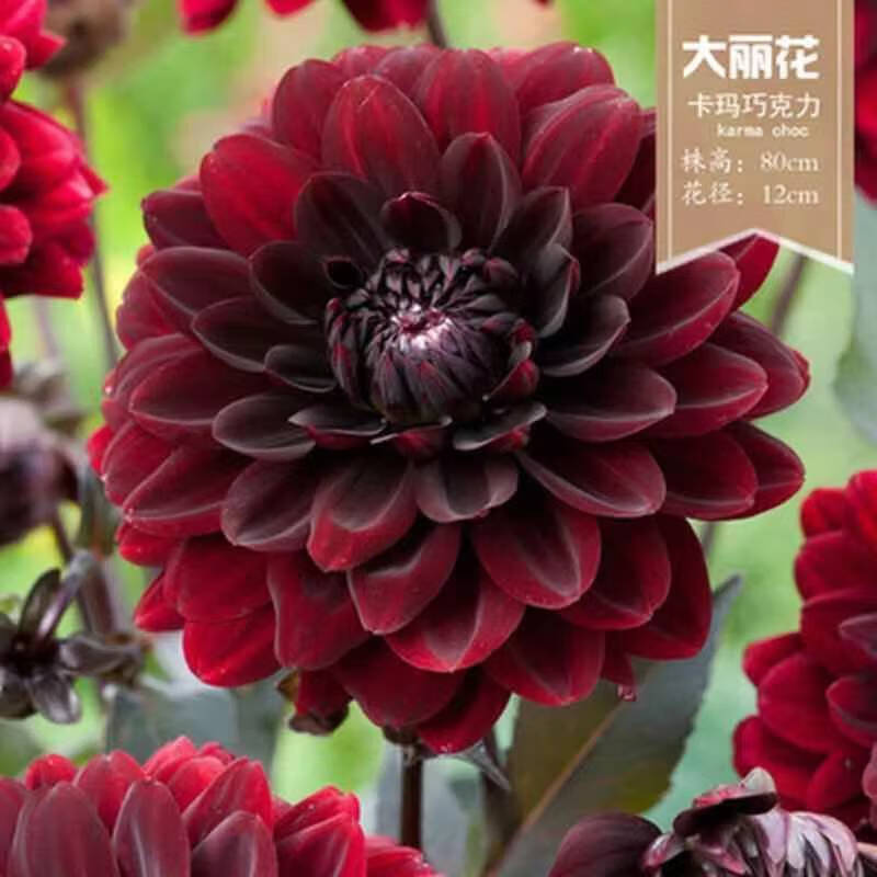 15酒红色 大丽花小苗4颗( 肥 生根粉)