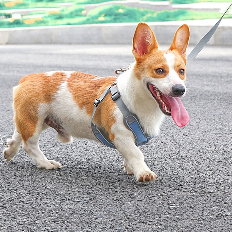 SLPC狗狗胸背带背心式小型犬牵引法斗泰迪柯基胸背中型犬遛狗绳背带 送1.5米原配绳/天空蓝 M/胸围50-62cm/约15-28斤