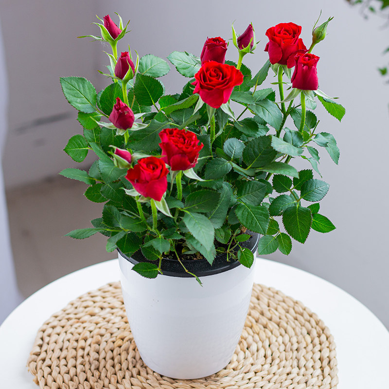 物鲜仙子内蔷薇阳台盆栽带花苞四季花卉绿植大花月季开花玫瑰花好养