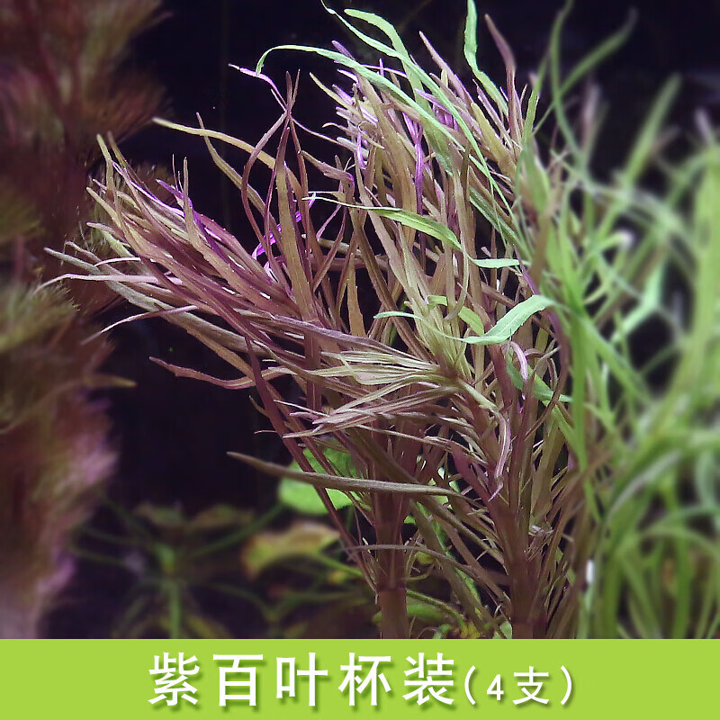 中后景有茎水草绿菊水族箱装饰淡水懒人真水草植物套餐 紫百叶1杯4支