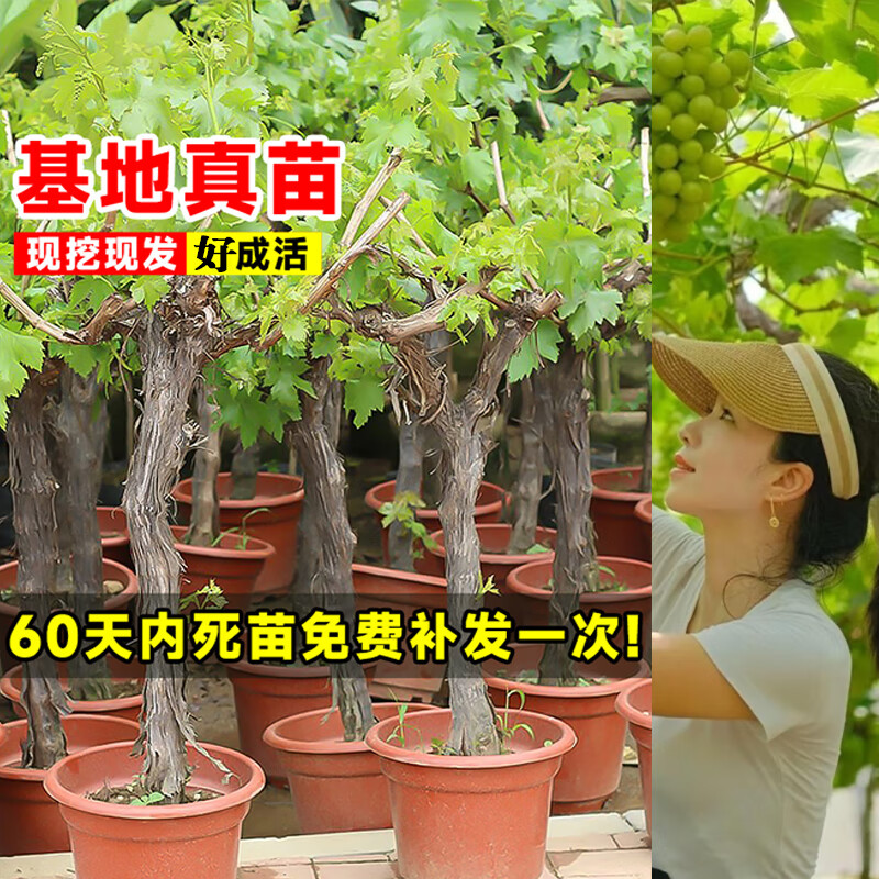 绿达巨峰葡萄树苗阳光玫瑰盆栽南方北方耐寒葡萄苗果树苗庭院种植爬藤 20年老桩大苗【备注品种】