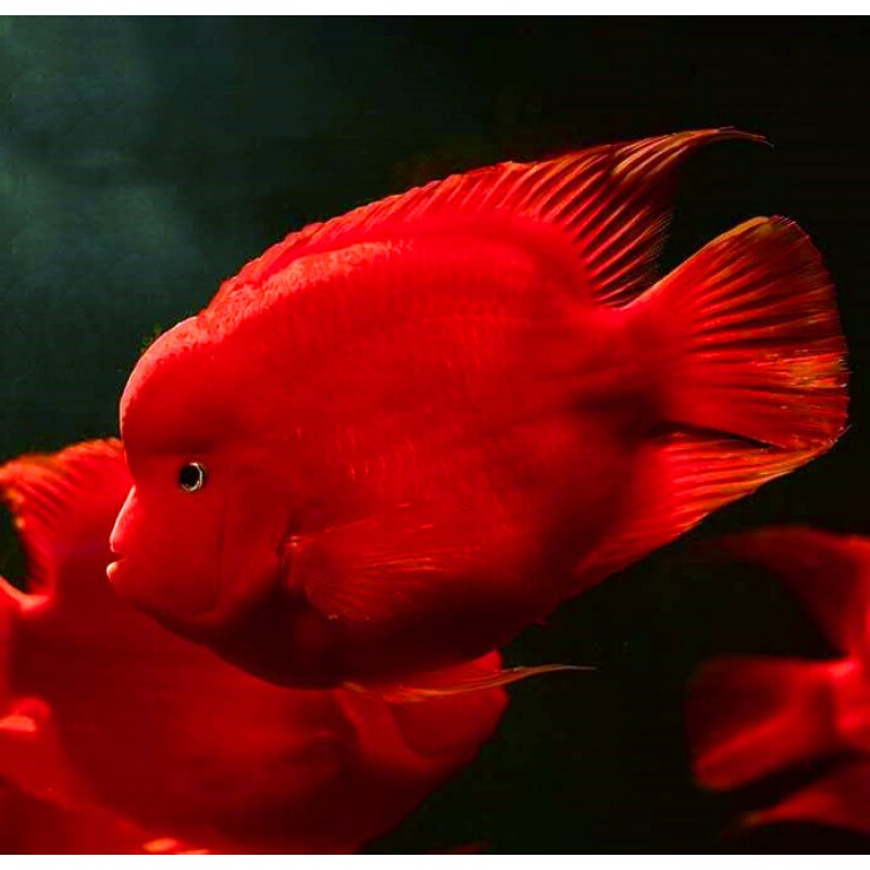 热带观赏鱼起头财神鹦鹉鱼财神鱼大型银龙元宝鹦鹉起头红财 红财神9