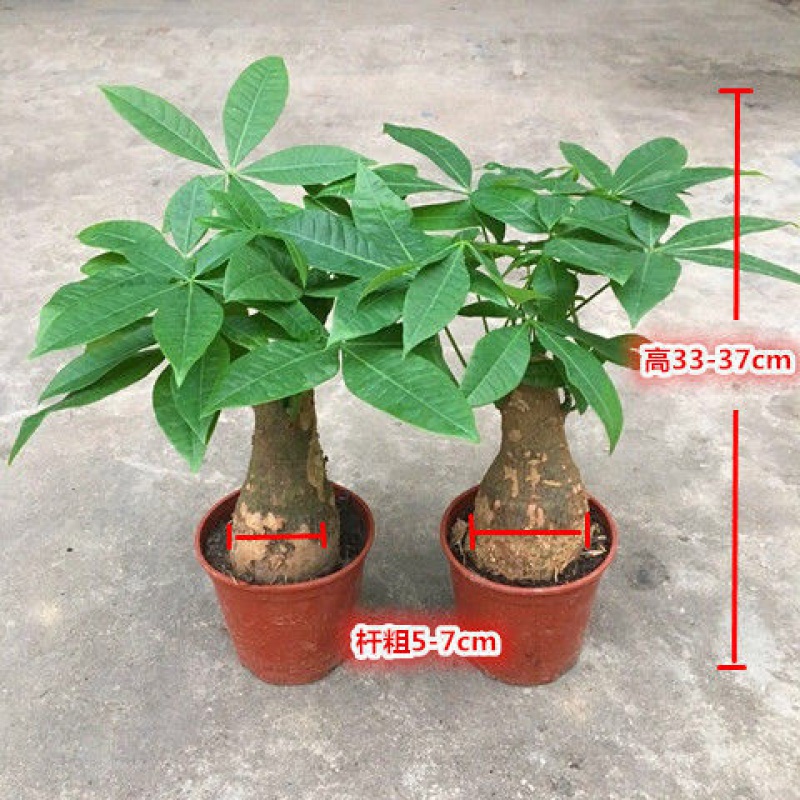 发财树盆栽室内客厅桌面绿植小盆景大发财树苗树吸甲醛植物 5-7cm中号