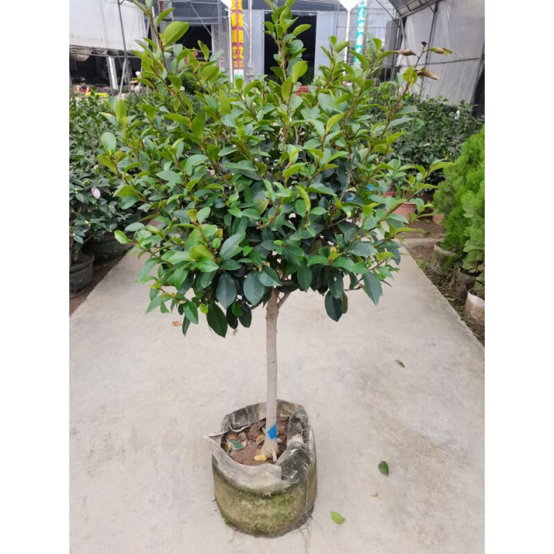 浓香型四季花卉植物庭院阳台当年开花四季青耐寒 老桩单杆含笑高约1