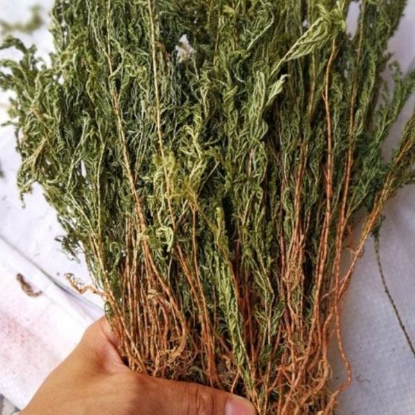 有仁堂石上柏野生干货石柏江南卷柏深绿卷柏中药材龙鳞草金龙草500g