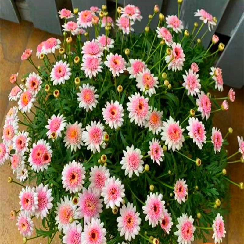 玛格丽特鲜花盆栽带花苞四季开花好养室内阳台庭院客厅花苗植物 草莓