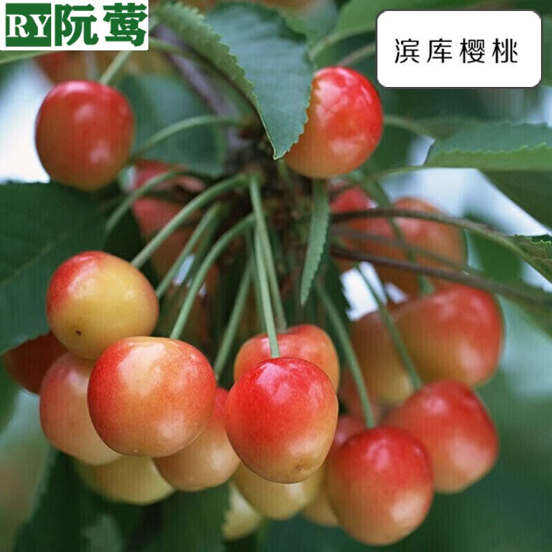车厘子树苗樱桃树当年结果南方北方种植大樱桃苗嫁接苗果苗果树苗 滨
