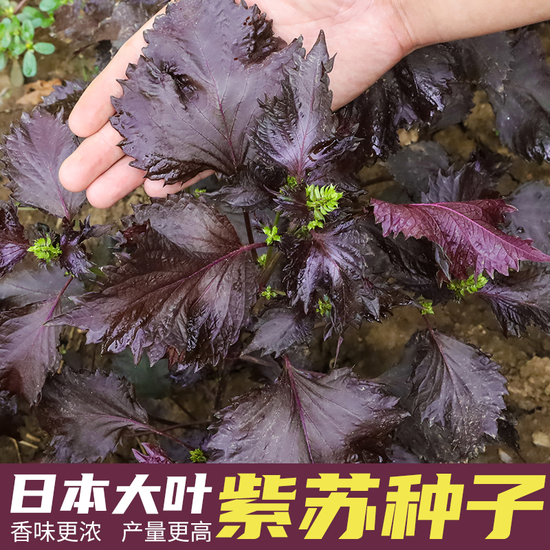 日本大叶紫苏种子苏子叶籽苗种籽食用四季盆栽阳台种植蔬菜种孑 日本