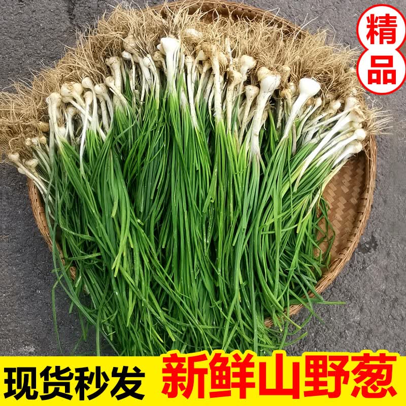 新鲜野葱野菜现挖小根葱胡葱野生葱百香葱苦藠头可做种 1斤
