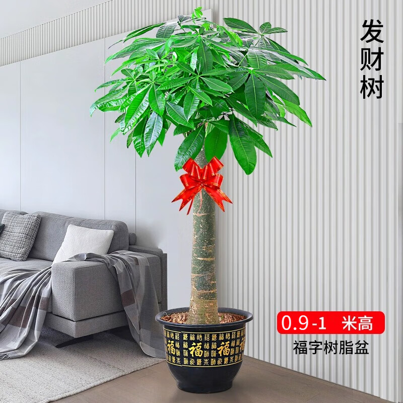 花友中梦发财树盆栽大棵室内摆客厅大型步步高树绿植物办公室乔迁开业 独杆款发财树0.9-1米+福字盆 不含盆使用感如何?