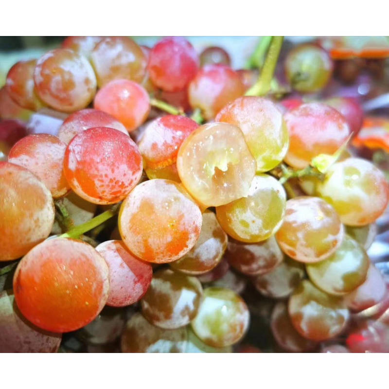 源外园智利慕斯卡葡萄muscat 3斤装慕美人香水葡萄香味独特提子顺丰