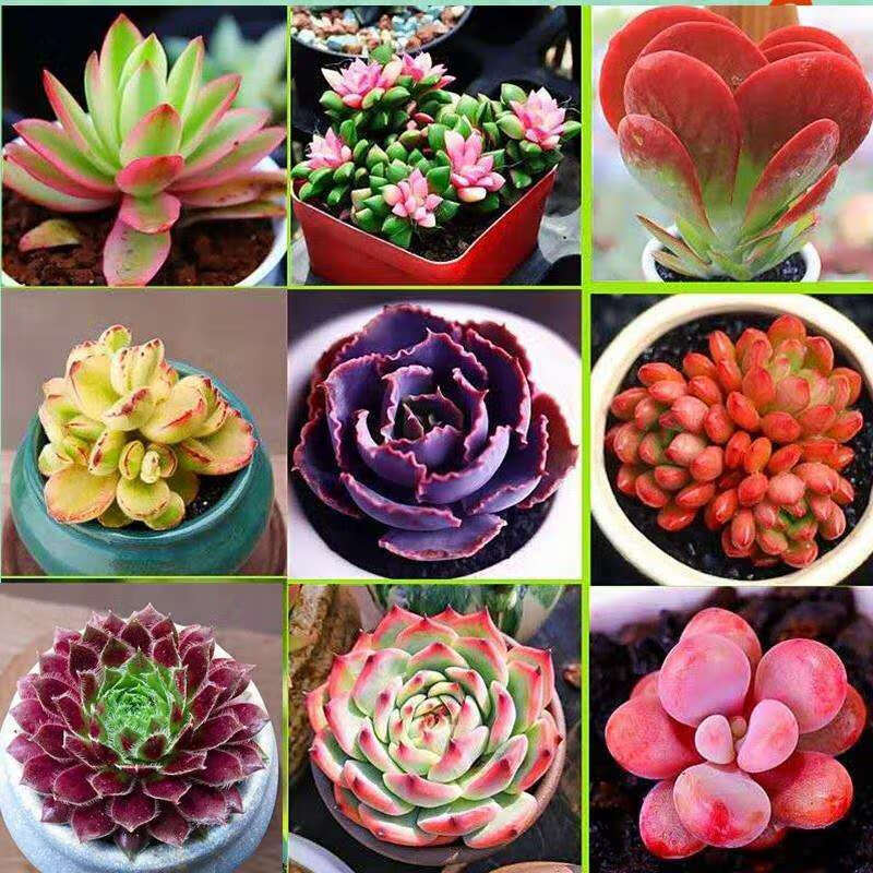 懿儱佩多肉植物套餐含带盆肉肉组合室内小盆栽精品玉露大颗好养花卉