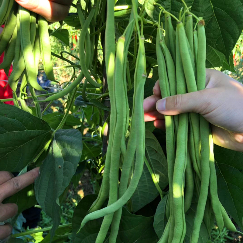 无筋豆种孑四季豆种籽蔬菜大全无丝豆豆角种子高产爬藤架豆王豆角 无