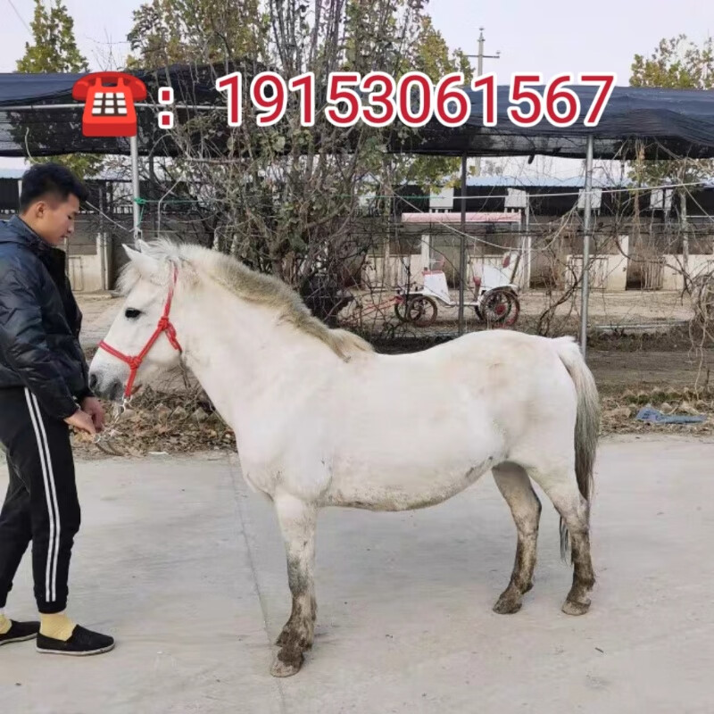 矮马活马 宠物马儿童骑乘马小矮马活体 半血马阿拉伯马蒙古马