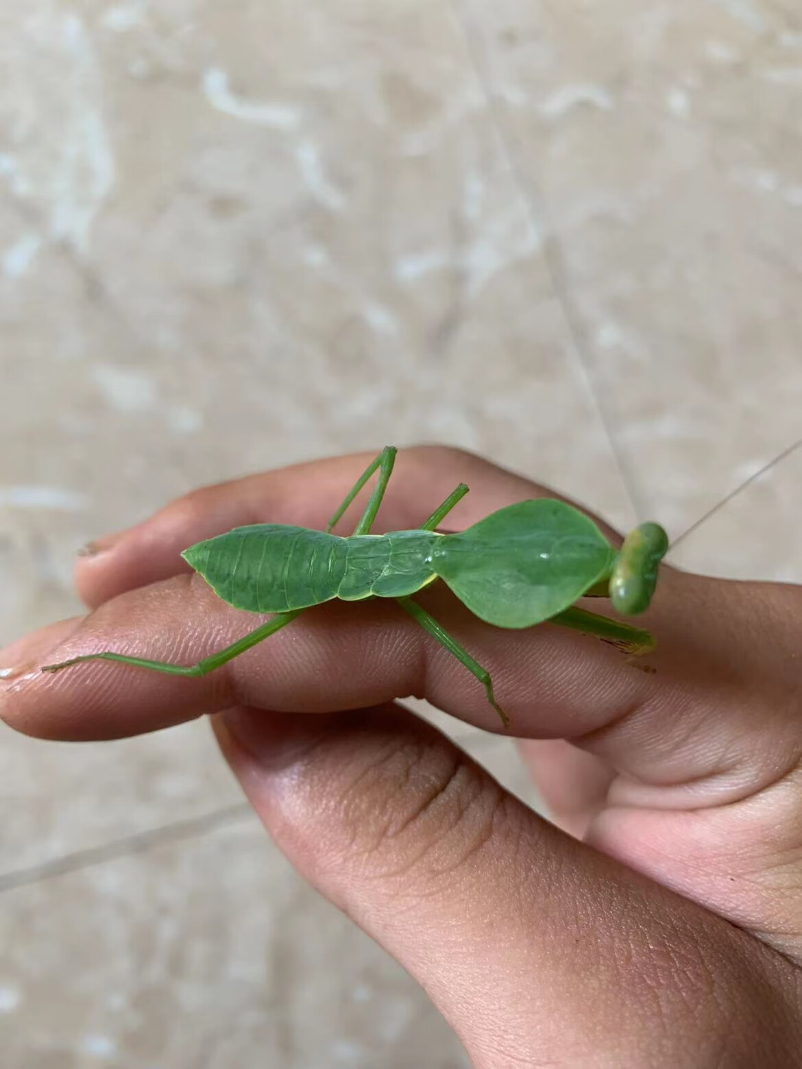 宠物昆虫活体宠物昆虫宽菱背螳螂盾螳办公室宠物 圆盾螳螂3龄 食物