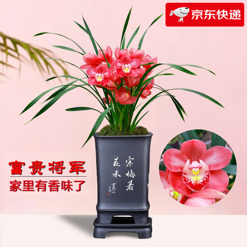 劉閣蘭花春兰花苗新品 红韵妃 花大浓香冬带花苞出售室内花卉绿植物盆栽 富贵将军4苗 勤花好养
