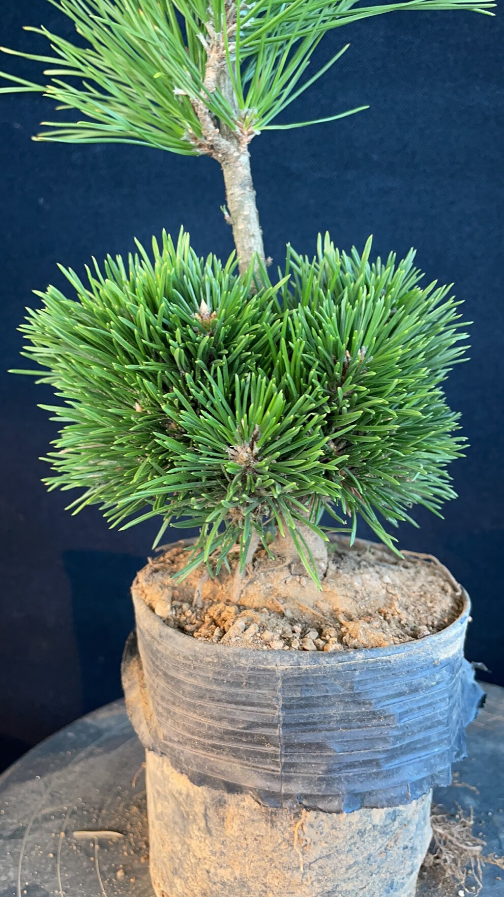 日本千寿丸黑松嫁接非寸稍旭龙大阪松五针松绿植盆景盆栽 8芽左右苗