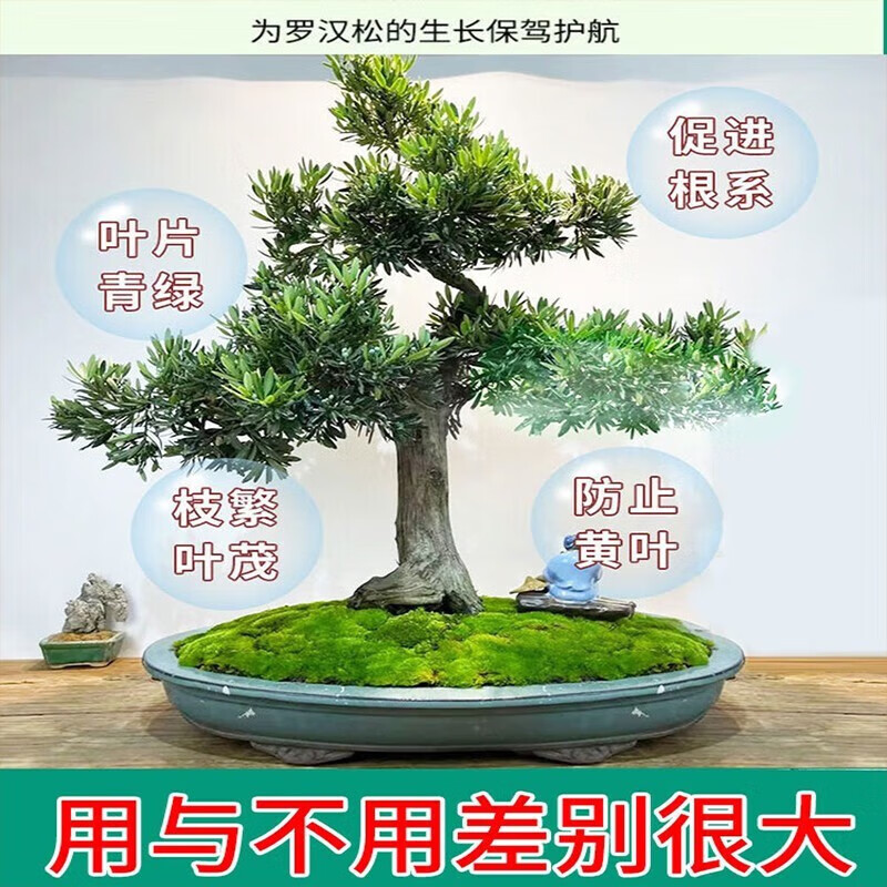 罗汉松专用肥喜酸植物叶面喷施营养液防黄落枯叶烂黑根腐通用肥料 1瓶装