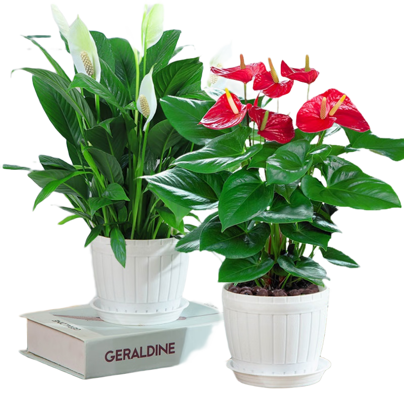 蝴蝶之舞紅掌一帆風(fēng)順盆栽植物室內(nèi)花卉好養(yǎng)土培大盆水養(yǎng)四季常青綠植 紅掌和白掌【木桶盆】2盆 含盆