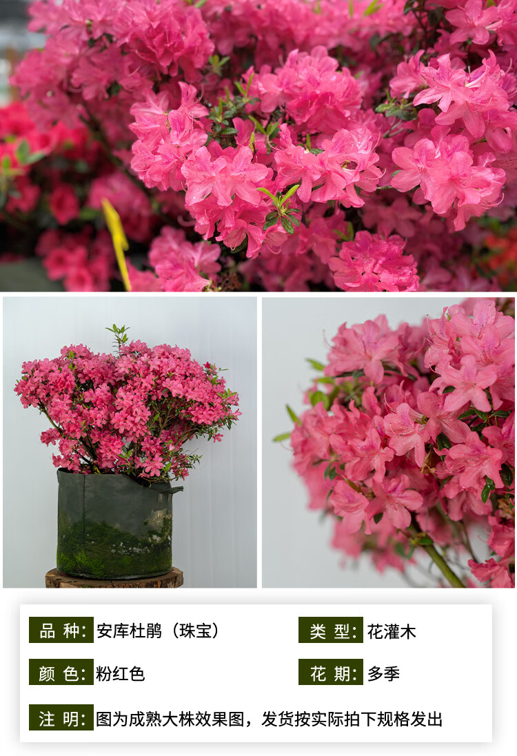 安酷杜鹃盆栽室外阳台木本花卉好养易活室内庭院绿化花园花境植物