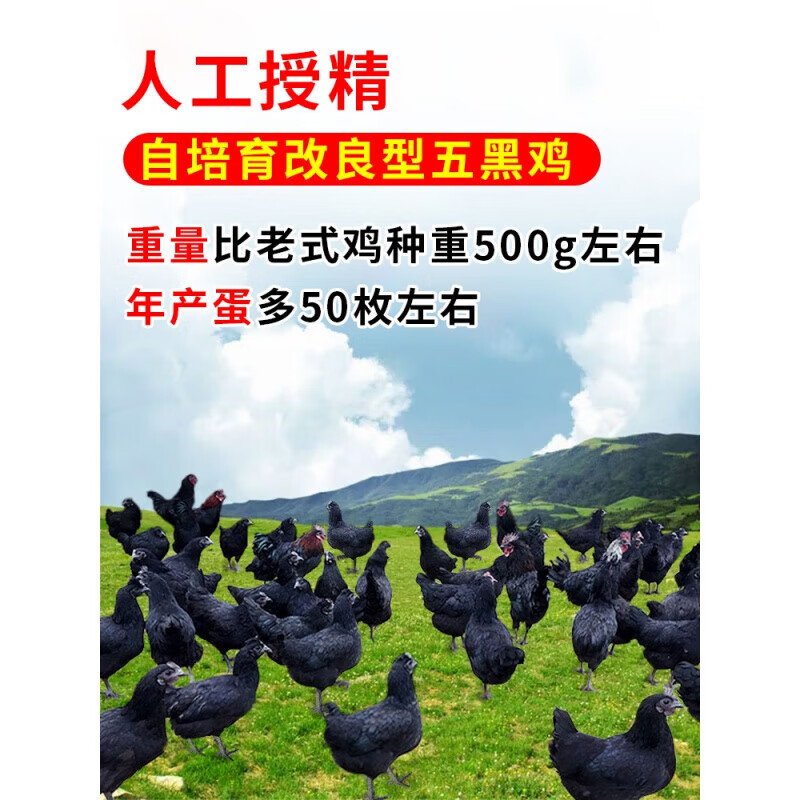 五黑鸡种蛋受精蛋可孵化小鸡五黑一绿鸡正宗纯种新鲜乌骨鸡黑凤鸡 15