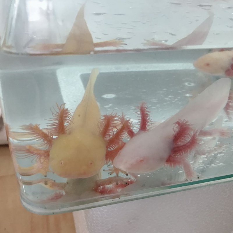 水族活体产品价格走势及关键字推荐|在京东怎么查水族活体历史价格