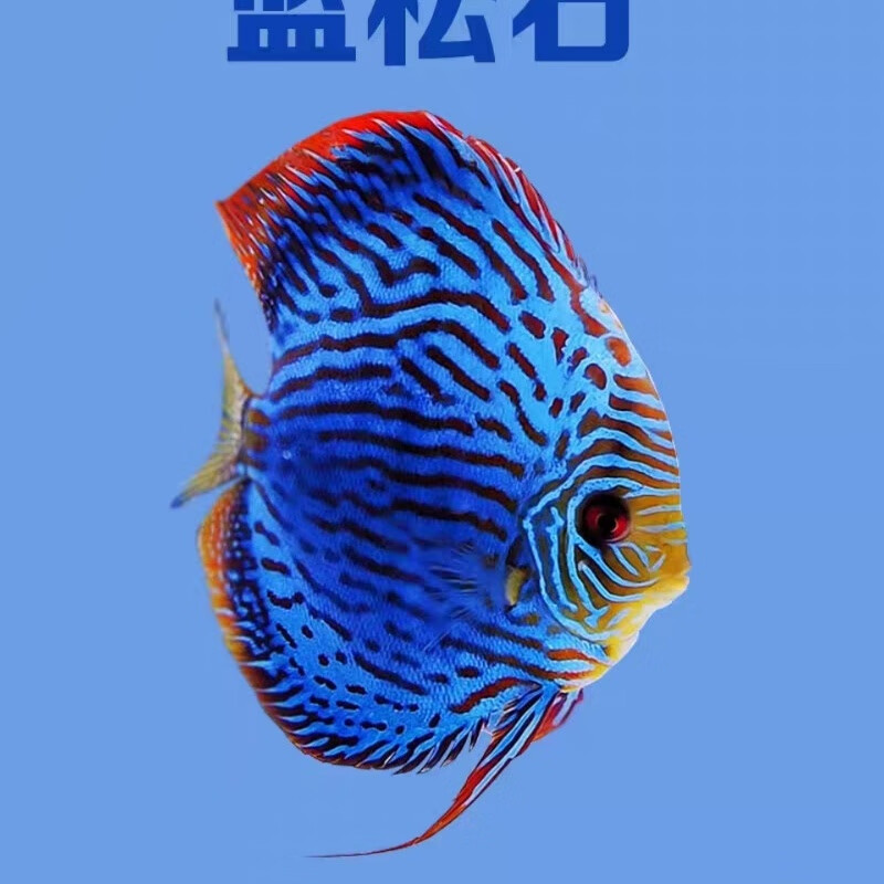 鱼20多个品种淡水鱼热带鱼观赏鱼售后指导包活到家 2-3厘米蓝松石6条