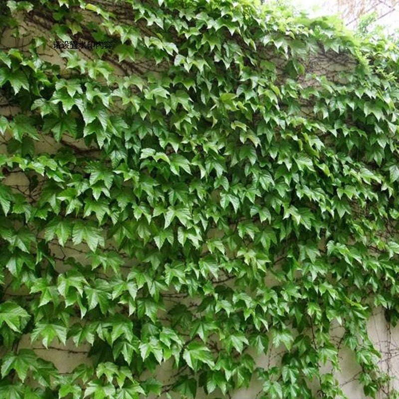 树苗庭院围墙藤蔓工程绿化地锦护坡爬藤植物 三叶爬山虎苗【50颗】