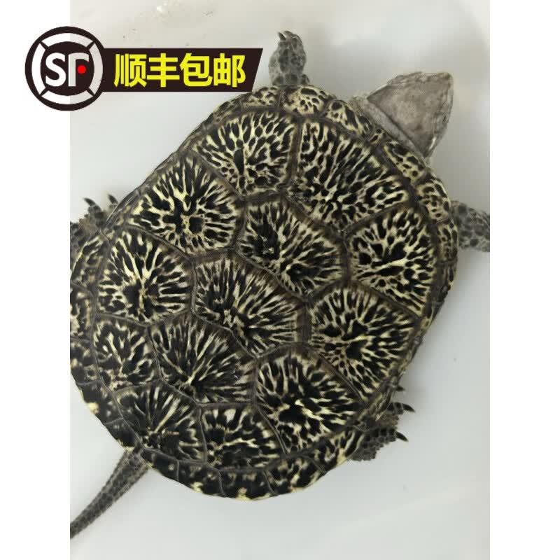 24年蛋龟养殖欧泽龟蛋龟苗自家产欧泽龟苗活体 24年头苗瑕疵欧泽龟2