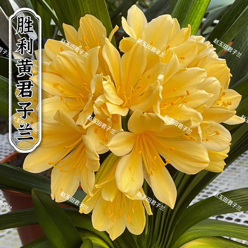 姜芮文静花坊  东北精品君子兰胜利黄盆栽油匠圆头和尚绿植名贵短叶特