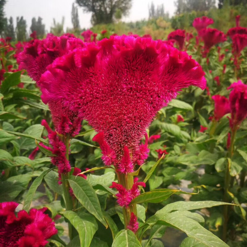 播种心情 矮杆鸡冠花种子红黄头状羽装穗状室内外观赏阳台庭院盆栽