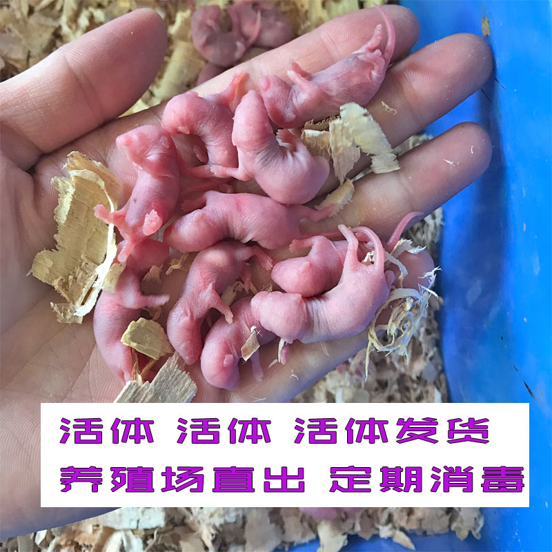达泽侠活的红皮乳鼠老鼠活体幼崽冰冻繁殖组实验活体 小乳红皮100只