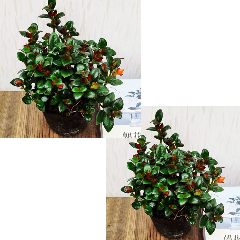 源外园红色金鱼花吊兰盆栽植物室内办公桌面四季常青开花不断好养小