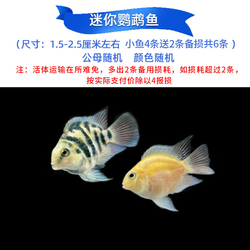大号迷你鹦鹉鱼种鱼母鱼淡水小型好养观赏鱼一对 迷你鹦鹉小鱼4 2备损