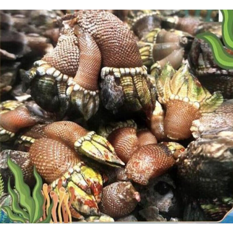 鹅颈藤壶正宗的做法是什么？鹅颈藤壶为什么这么贵？