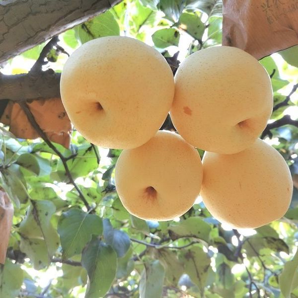 【现摘】河北鸭梨水晶梨10斤香梨新鲜梨子3/5斤水果 5斤（百年古树）
