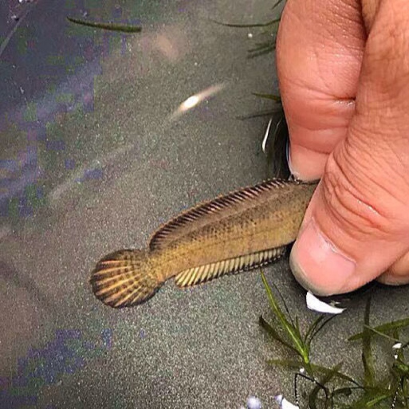雷龙鱼冷水鱼野生南醴耐养淡水鱼彩虹雷龙鱼带氧 雷龙苗7-12cm随机1条