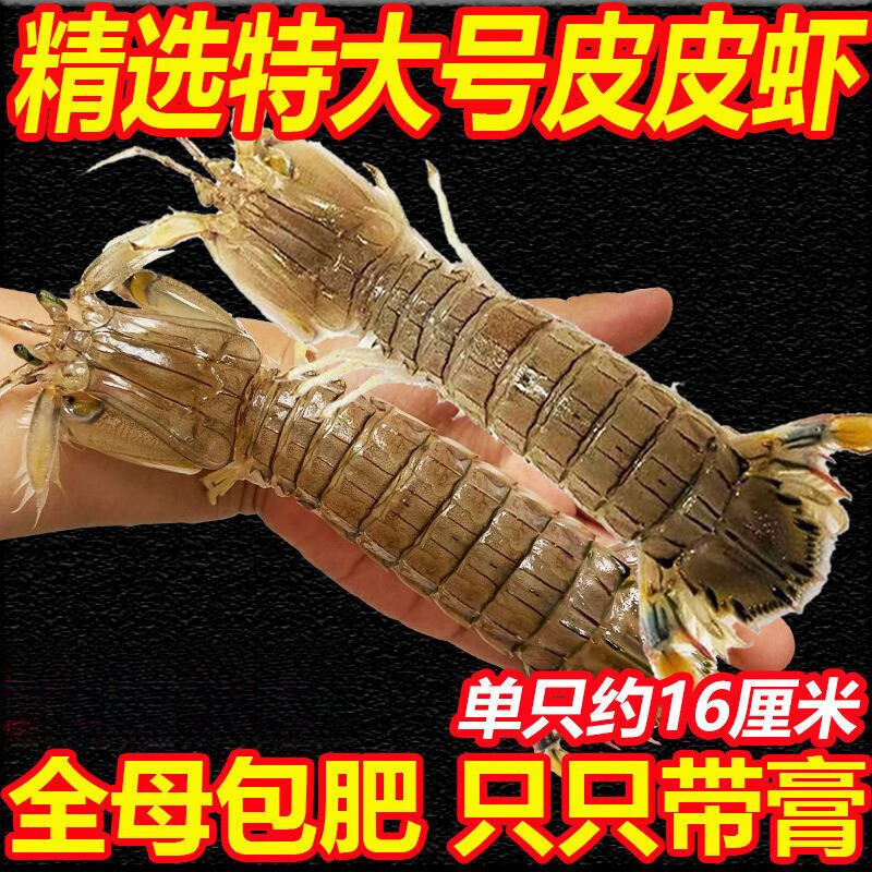 皮皮虾熟冻虾爬子超特大海鲜海虾新鲜蒸熟全母带膏皮皮虾冷冻速冻 特大号公【12-16cm】 1斤(净重)  左右 一斤