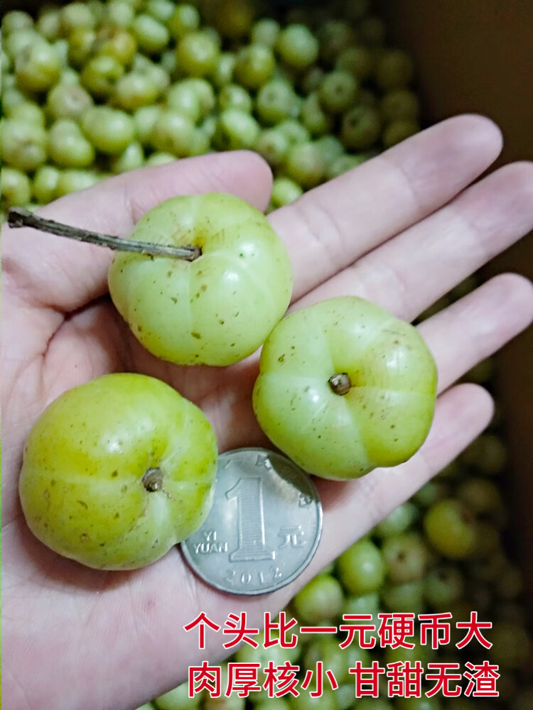 23年现摘当季新鲜水果潮汕甜种油柑果油甘牛甘果孕妇生吃煲汤 1.0斤