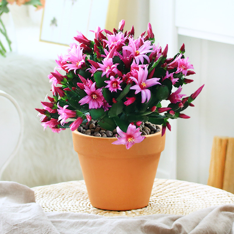蟹爪兰仙指兰盆栽花卉带花苞室内阳台绿植盆栽观花植物四季开花 繁花似锦 3年生仙指兰 盆器 虎窝购