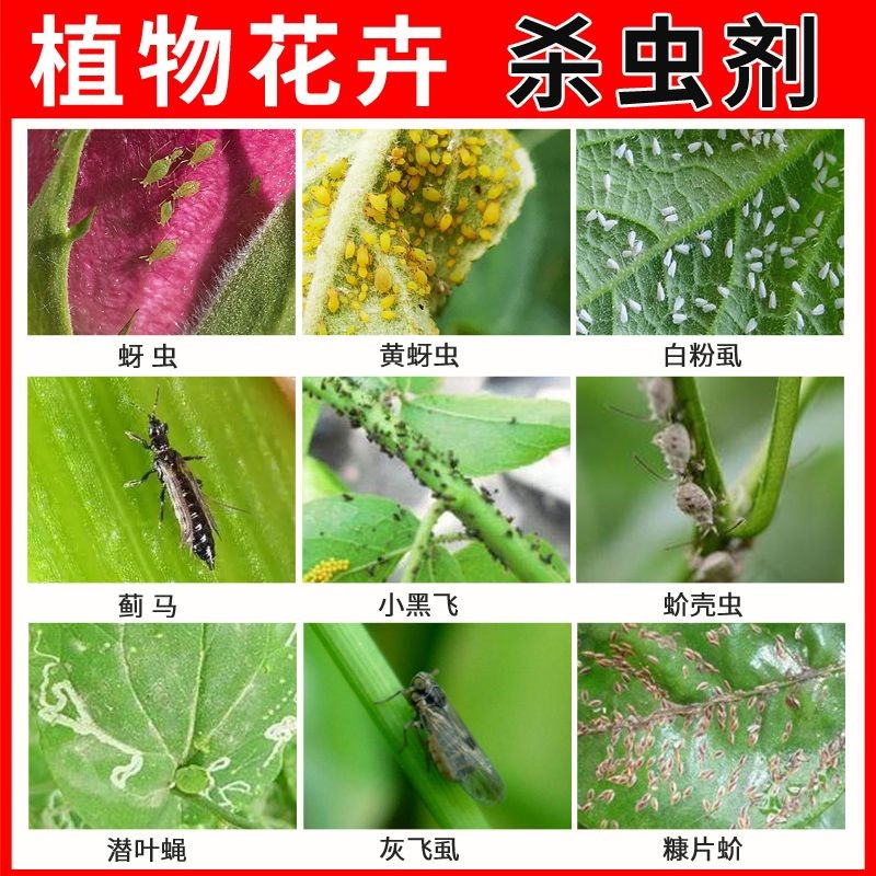 土壤杀虫剂花卉植物杀虫剂通用型多肉蚧介壳虫蚜虫小黑飞除虫剂家用
