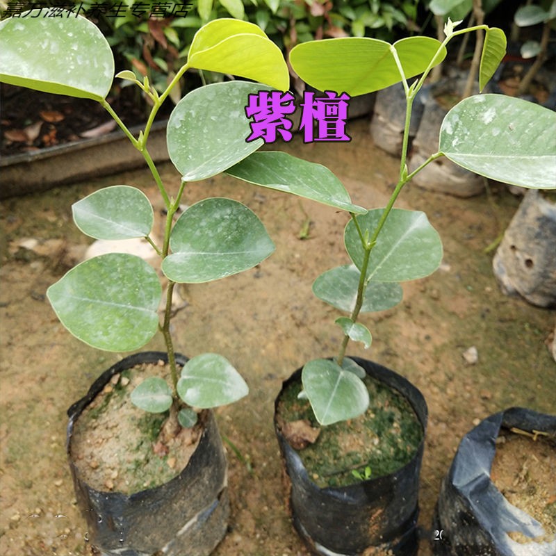 正宗小叶紫檀树苗盆栽室内盆景带盆海南印度檀香紫檀名贵南方种植