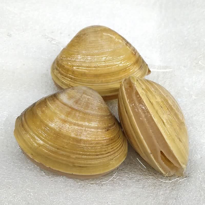 安峰山丹东大黄蚬子鲜活无沙蛤蜊花甲东港黄贝扇贝黄蚬子贝类海鲜6斤