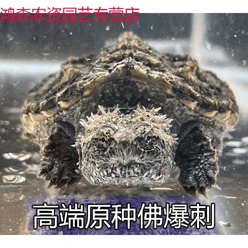 睿格达鳄鱼龟乌龟佛罗里达原种纯佛鳄龟爆刺杂佛小鳄龟宠物鳄鱼龟观赏