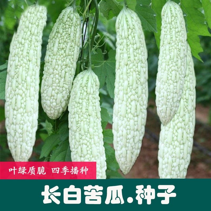 家庭阳台菜园盆栽 爬藤搭架瓜果 蔬菜种子 长白苦瓜种子原厂包装1袋